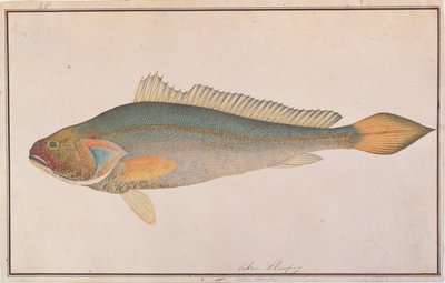 Bronze Croaker, from Drawings of Fishes from Malacca, c.1805-18 by Chinese School